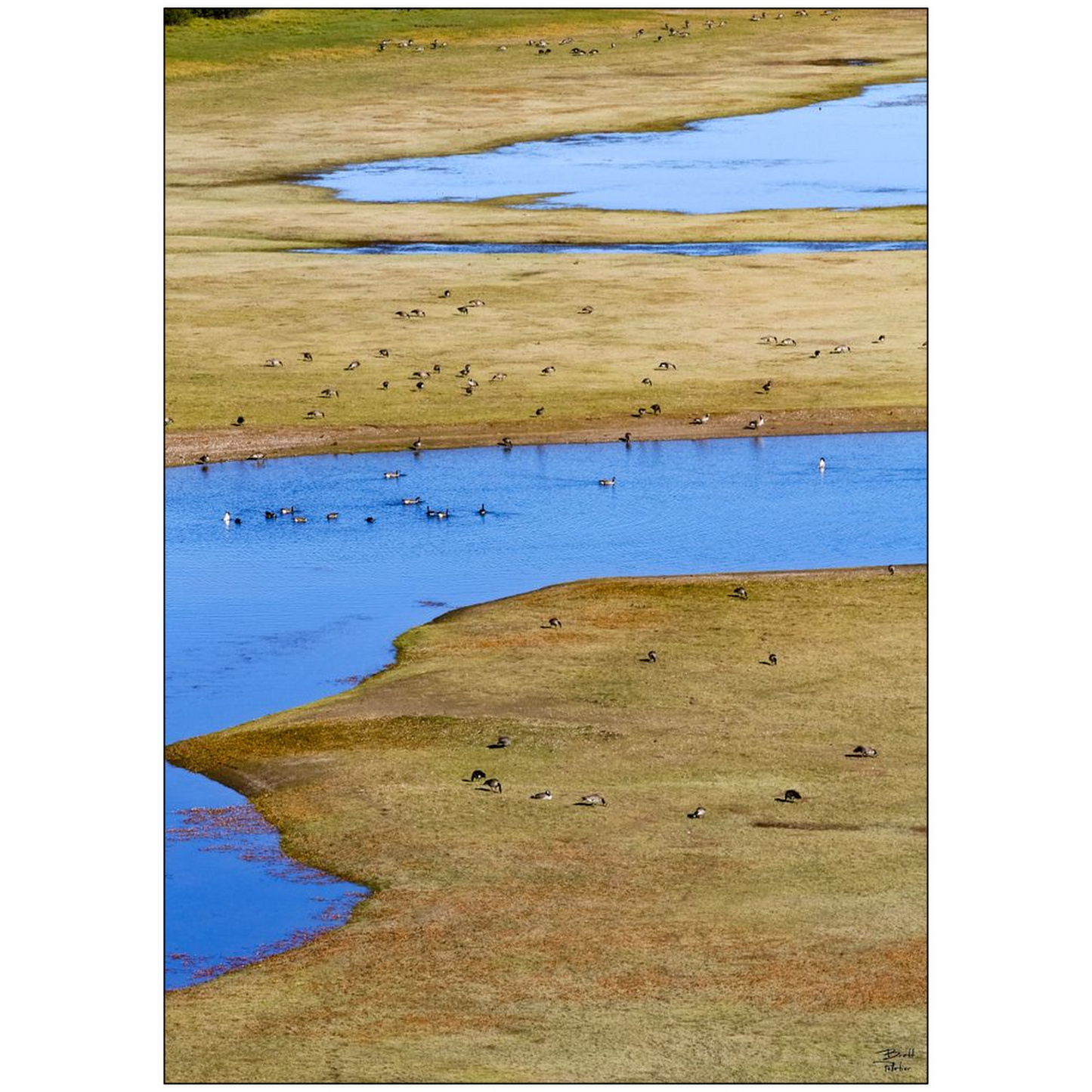 Canada Geese near Jackson Lake - Grand Teton National Park, Wyoming - bp0039 - Photograph Print Poster Picture Photography Art Landscape