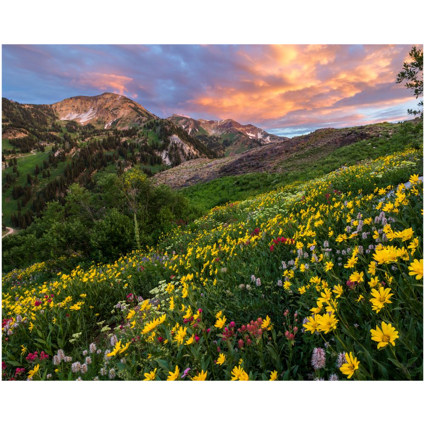 Alta Wildflower Sunset - Alta, Utah - bp0003 - Photograph Print Poster Picture Landscape Photography Art Artist