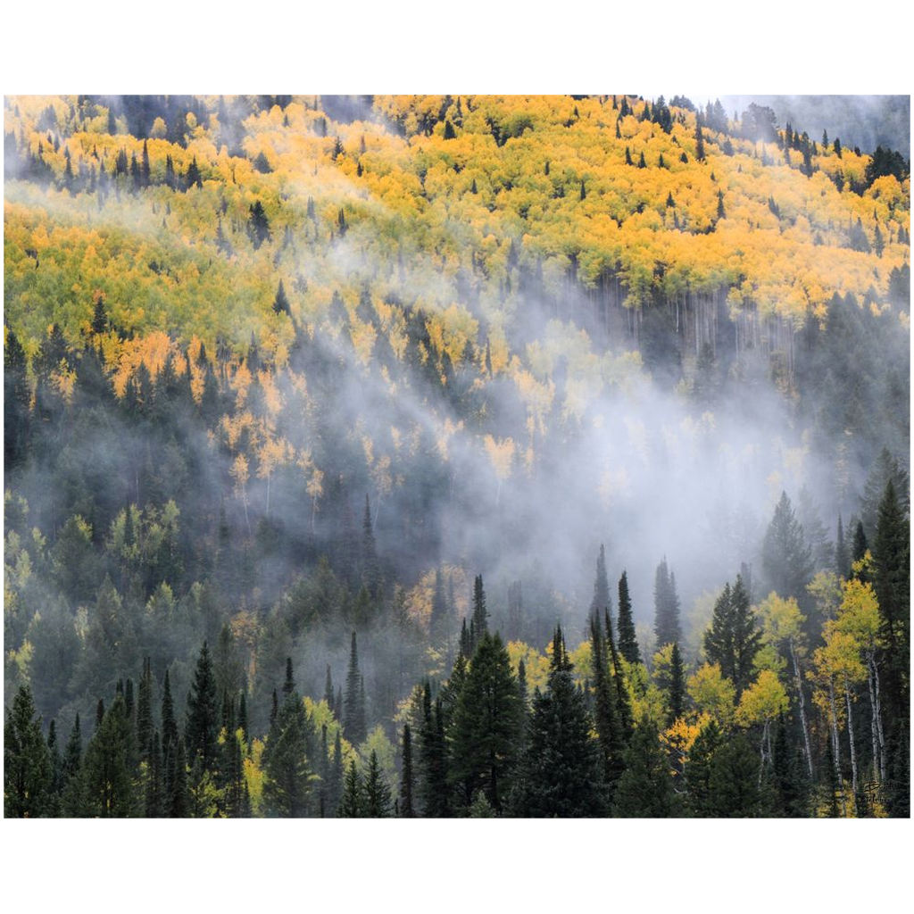 Mystical Aspen Grove in Autumn - Big Cottonwood Canyon, Utah - bp0189 - Photograph Print Poster Picture Photography Images Landscape