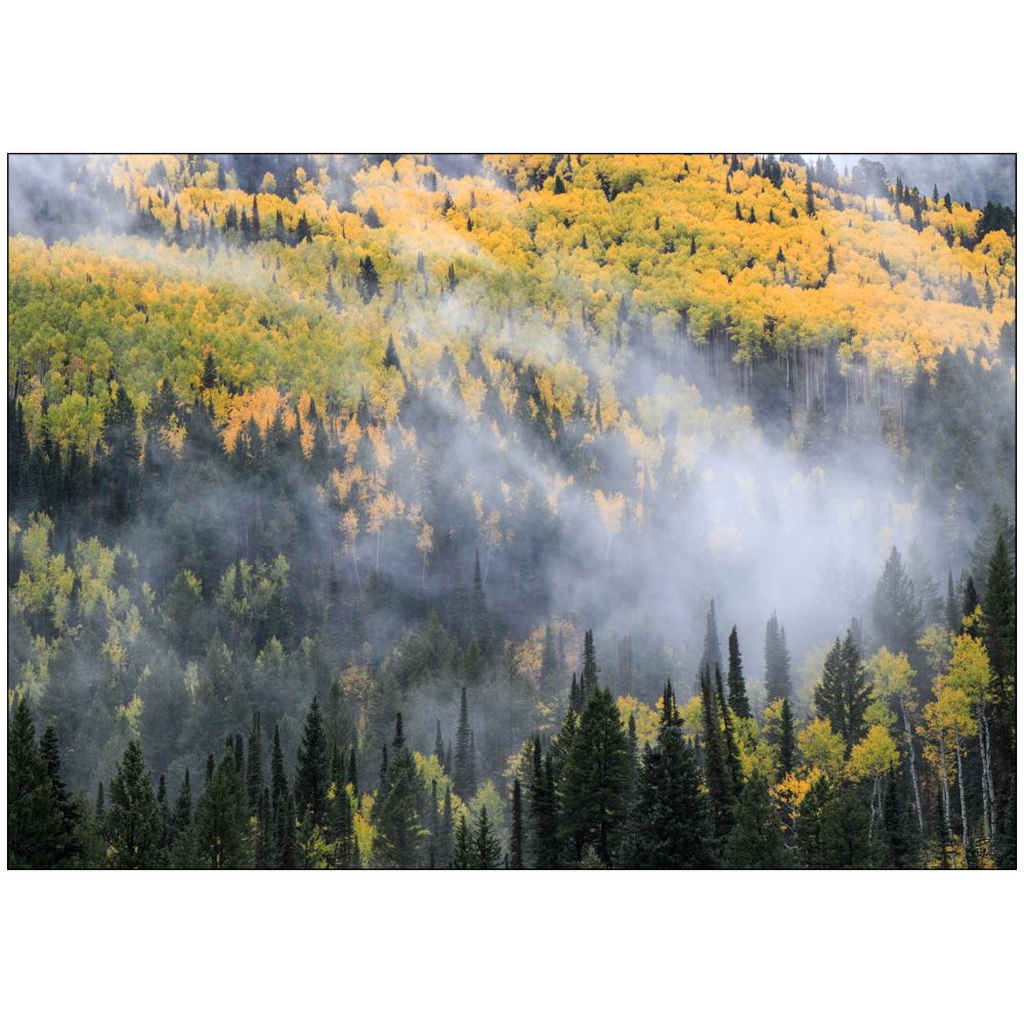 Mystical Aspen Grove in Autumn - Big Cottonwood Canyon, Utah - bp0189 - Photograph Print Poster Picture Photography Images Landscape