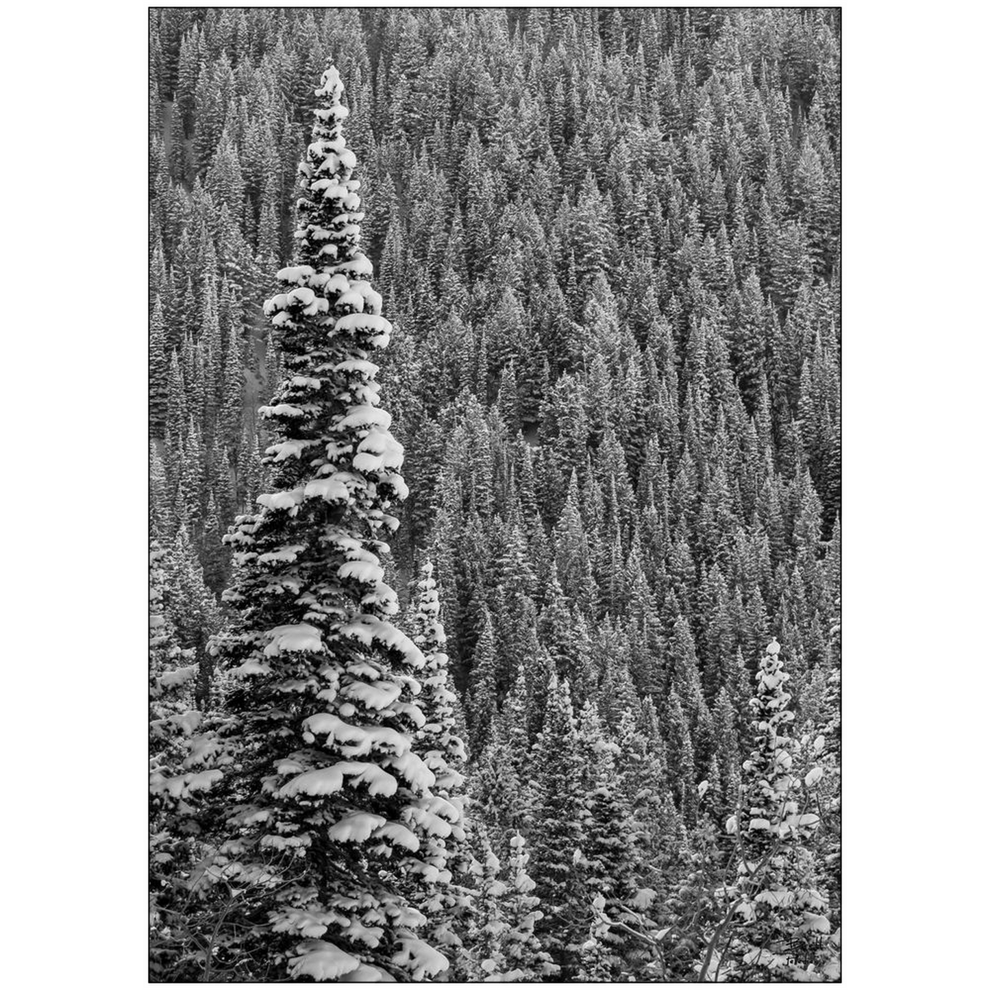 Snow Covered Pine - White Pine - Little Cottonwood Canyon, Utah - bp0196 - Photograph Print Poster Picture Photography Images Landscape