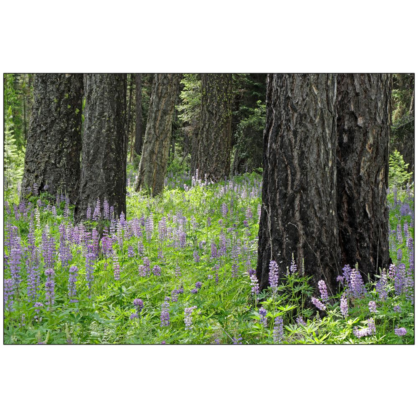 Lupine, Larch and Light - Seeley Lake, Montana - bp0213 - Photograph Print Poster Picture Photography Images Landscape Art Artist