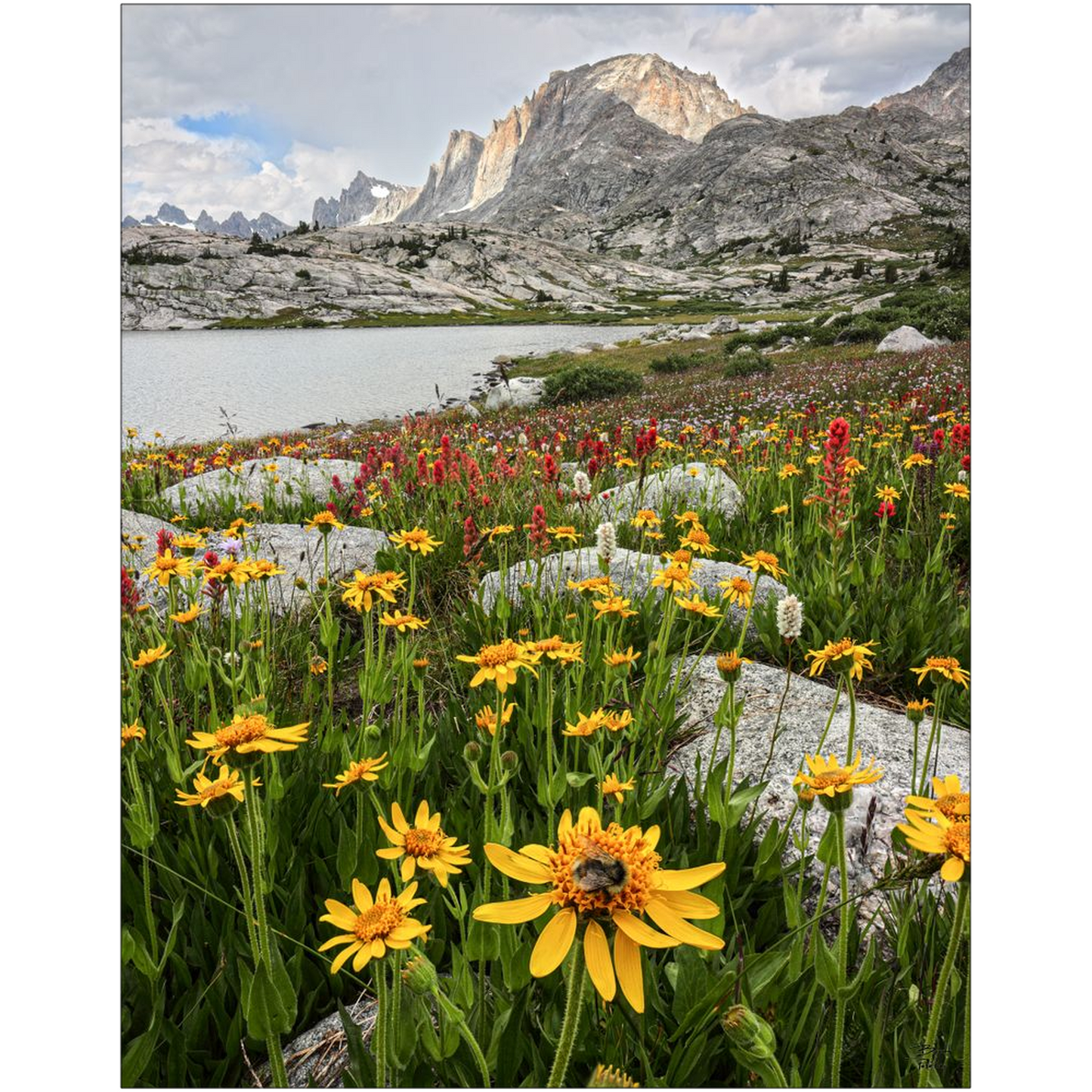 Fremont Peak and Wildflower Bloom with Bee - Wind River Mountains, Wyoming- bp0031 - Photograph Print Poster Picture Photography Landscape