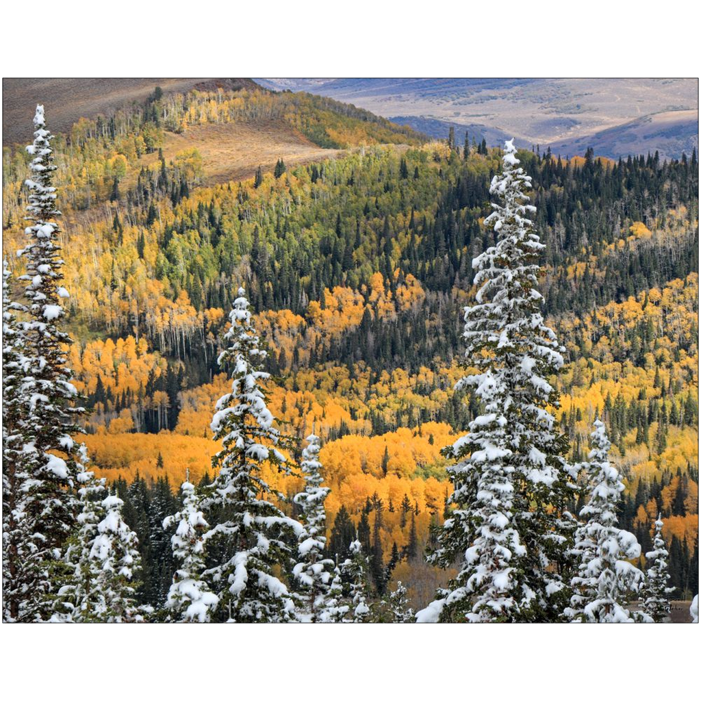 Park City Fall Color Early Snow - Wasatch Mountains, Utah - bp0191 - Photograph Print Poster Picture Wall Photography Art Artist Landscape