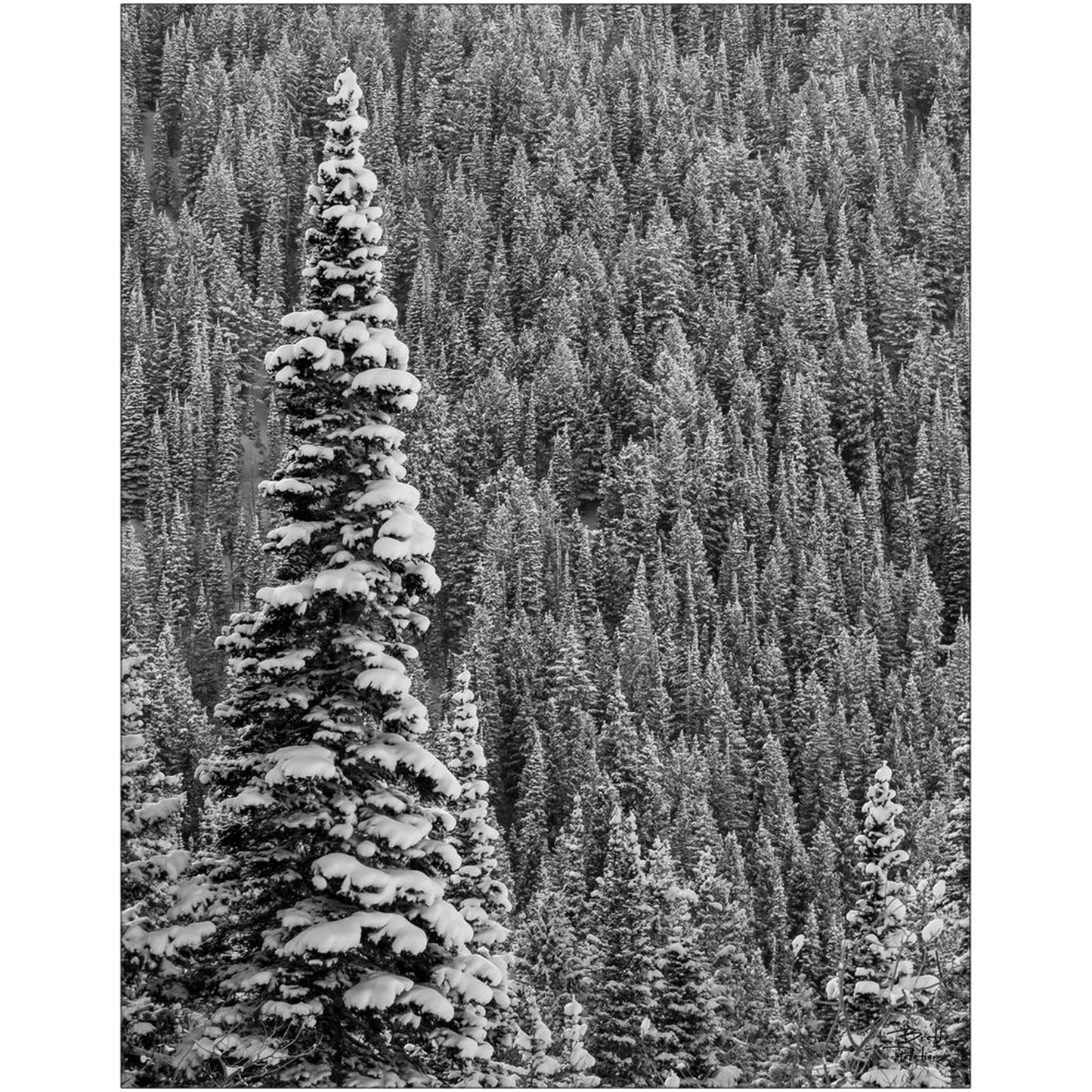 Snow Covered Pine - White Pine - Little Cottonwood Canyon, Utah - bp0196 - Photograph Print Poster Picture Photography Images Landscape