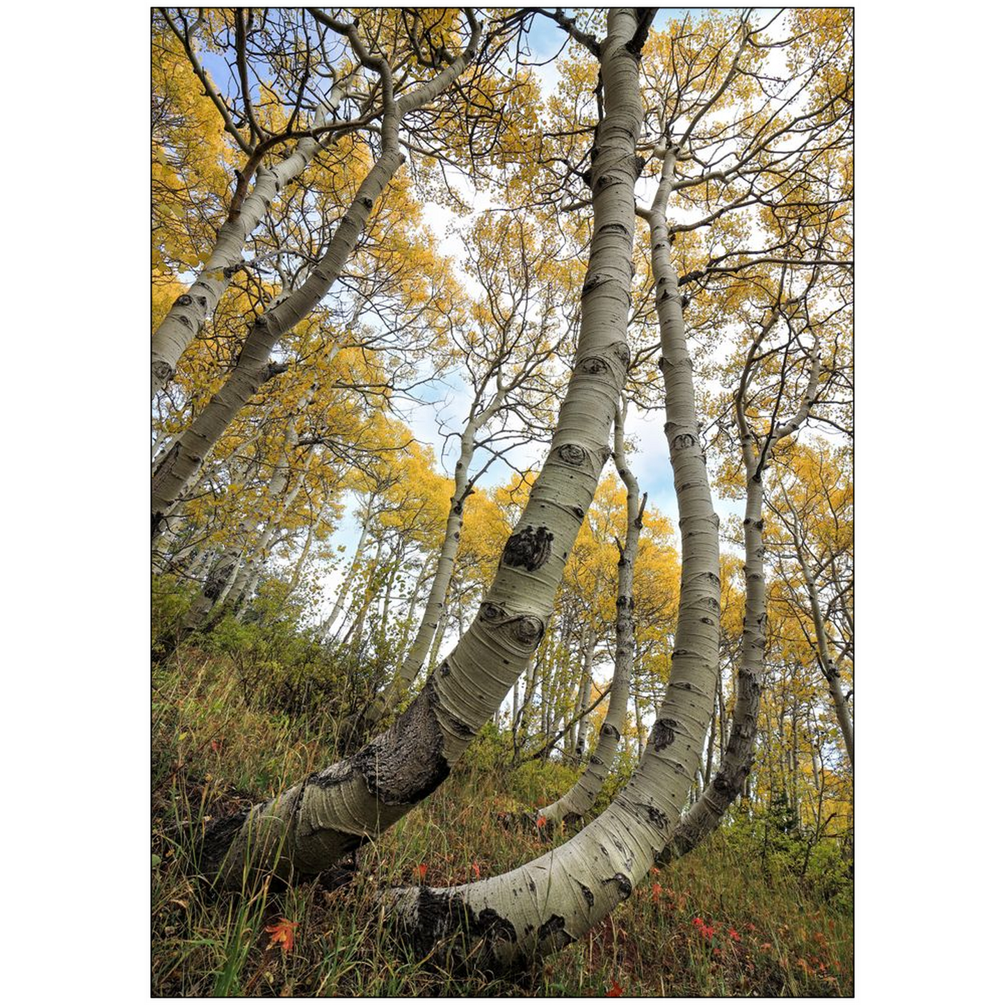 Bent Resilient Aspen in Autumn - bp0220 - Wasatch Mountains, Utah - Photograph Print Poster Picture Photography Art Artist Images Landscape