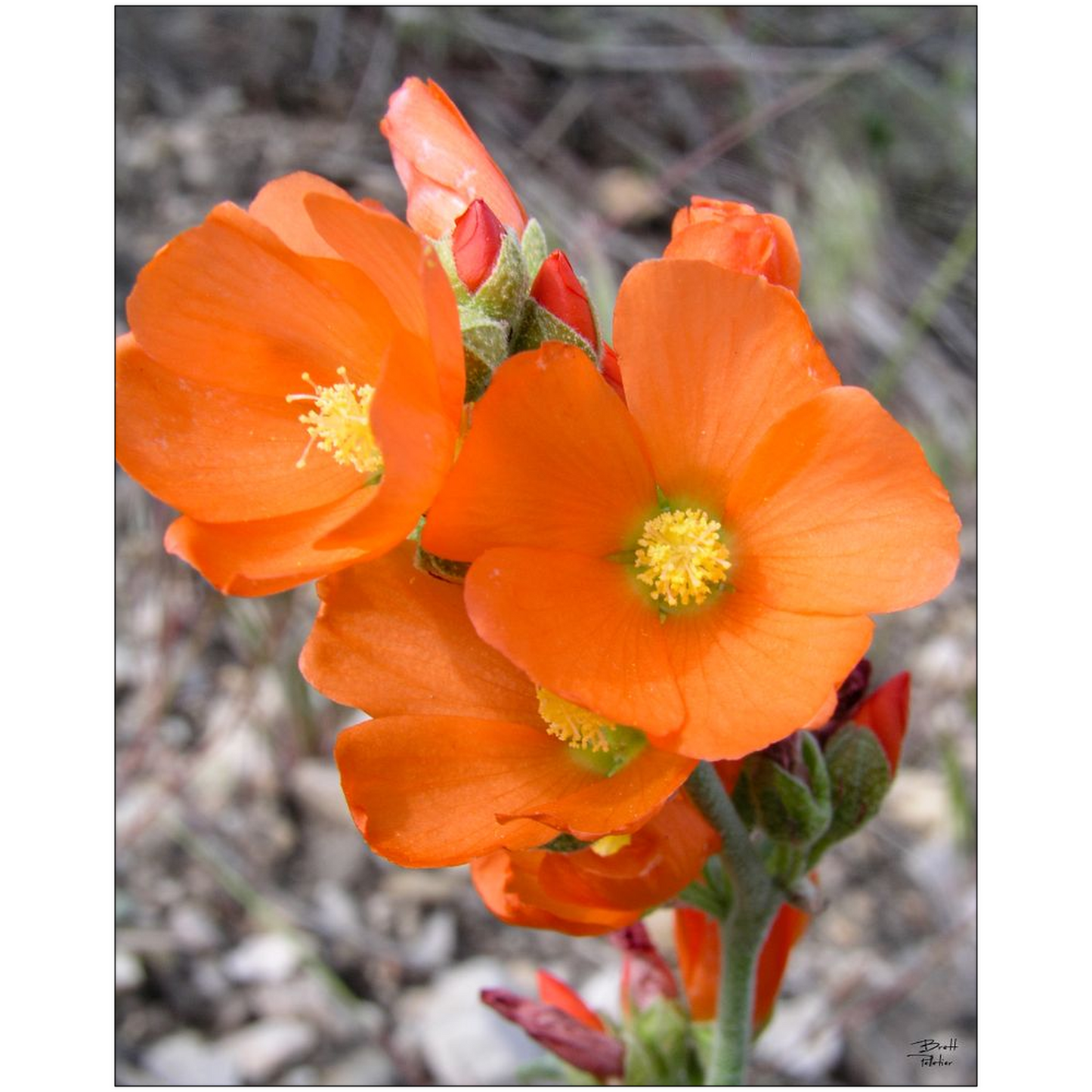 Globe Mallow Wildflower - bp0232 - Photograph Print Poster Picture Photography Art Artist Images Landscape