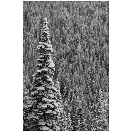 Snow Covered Pine - White Pine - Little Cottonwood Canyon, Utah - bp0196 - Photograph Print Poster Picture Photography Images Landscape