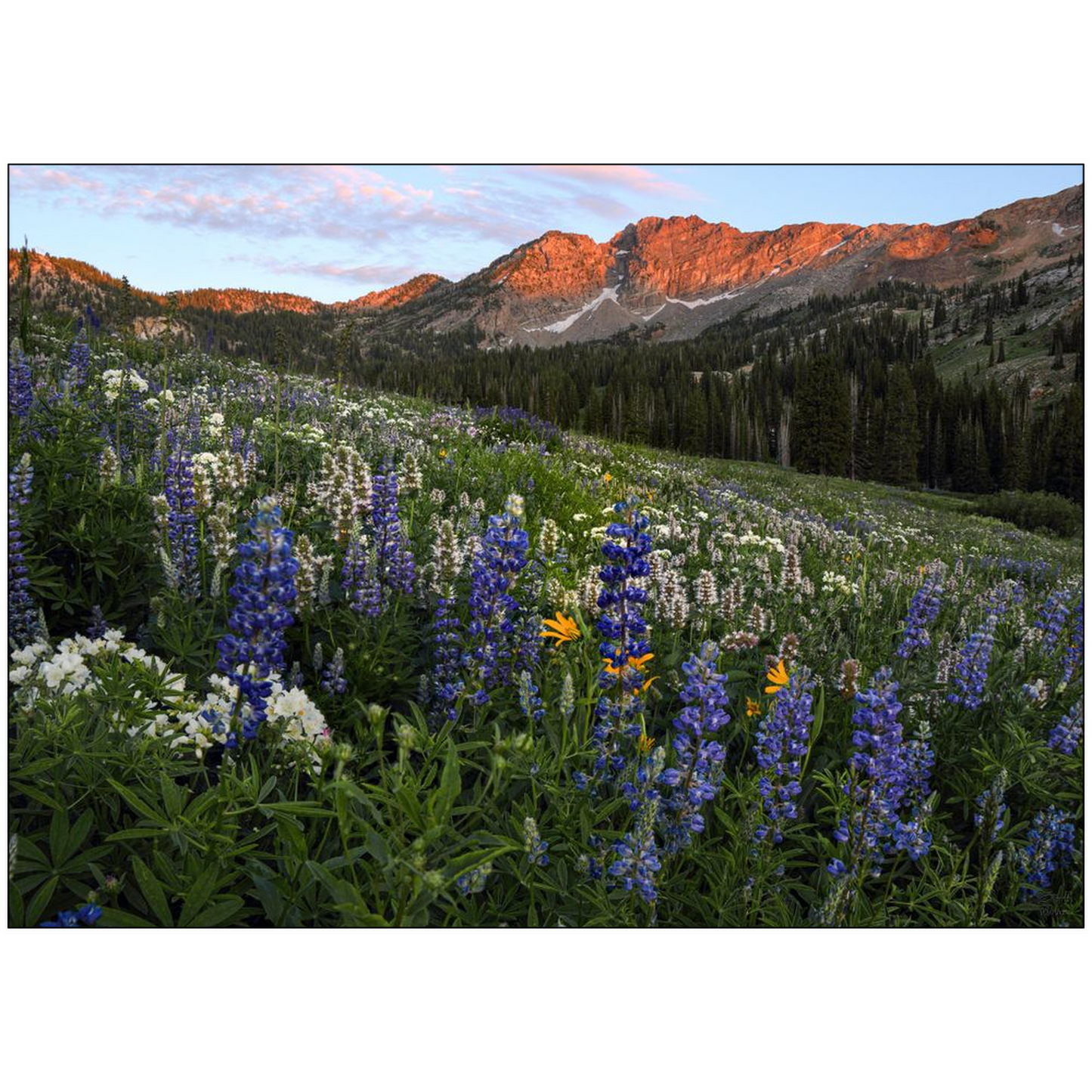 Alta Utah Albion Basin Sunset with Lupine Wildflowers - bp0025 - Photograph Print Poster Picture Photography Art Artist Images Landscape