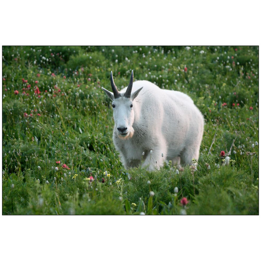 Mountain Goat - Mount Timpanogos, Utah - bp0028 - Photograph Print Poster Picture Photography Art Artist Images Landscape