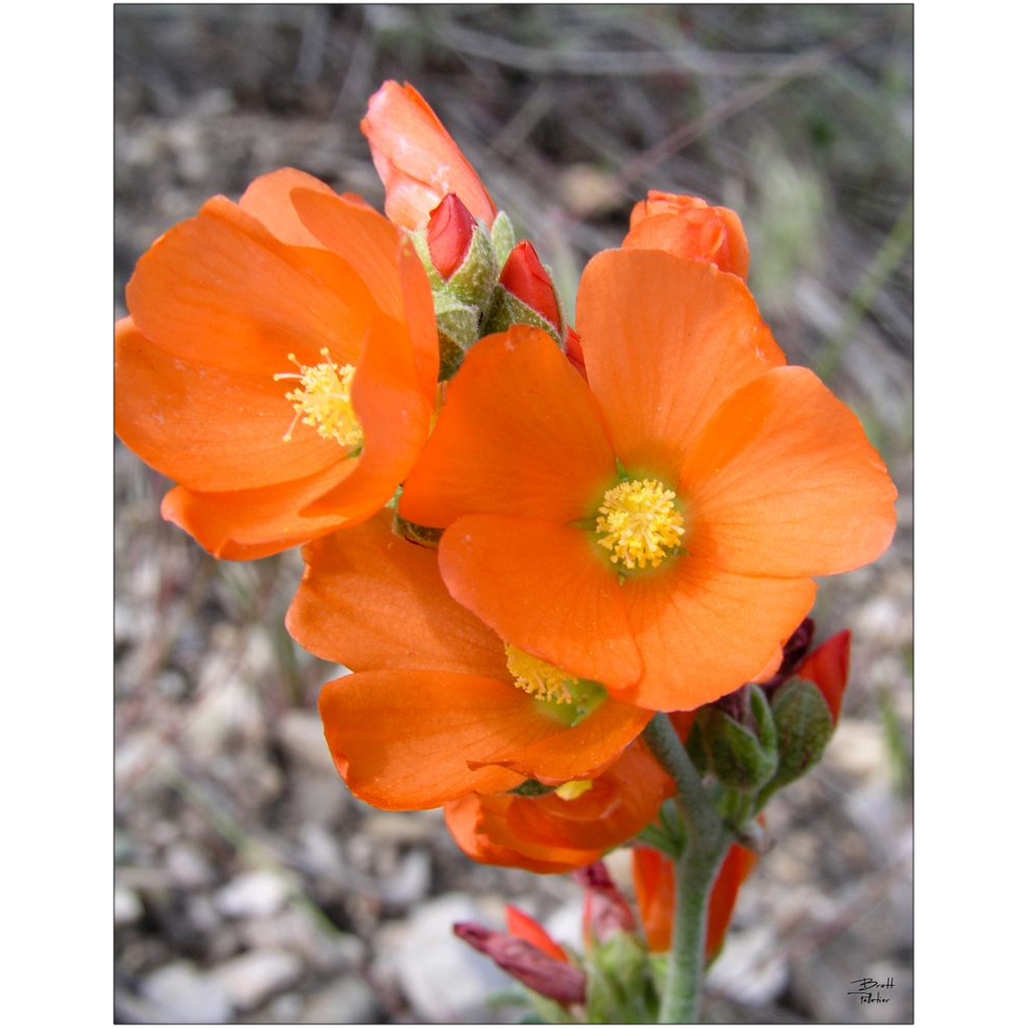 Globe Mallow Wildflower - bp0232 - Photograph Print Poster Picture Photography Art Artist Images Landscape