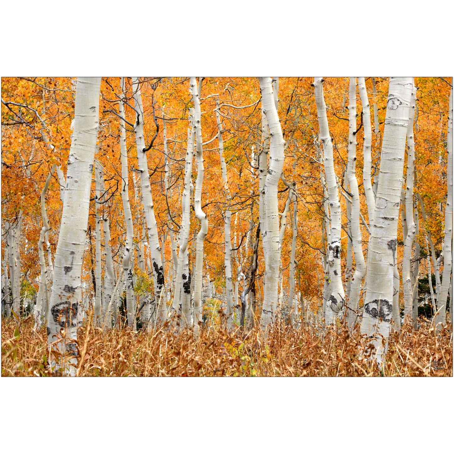 Aspen Grove Horizontal - Brighton, Utah - bp0018 - Photograph Print Poster Picture Photography Art Artist Images Landscape