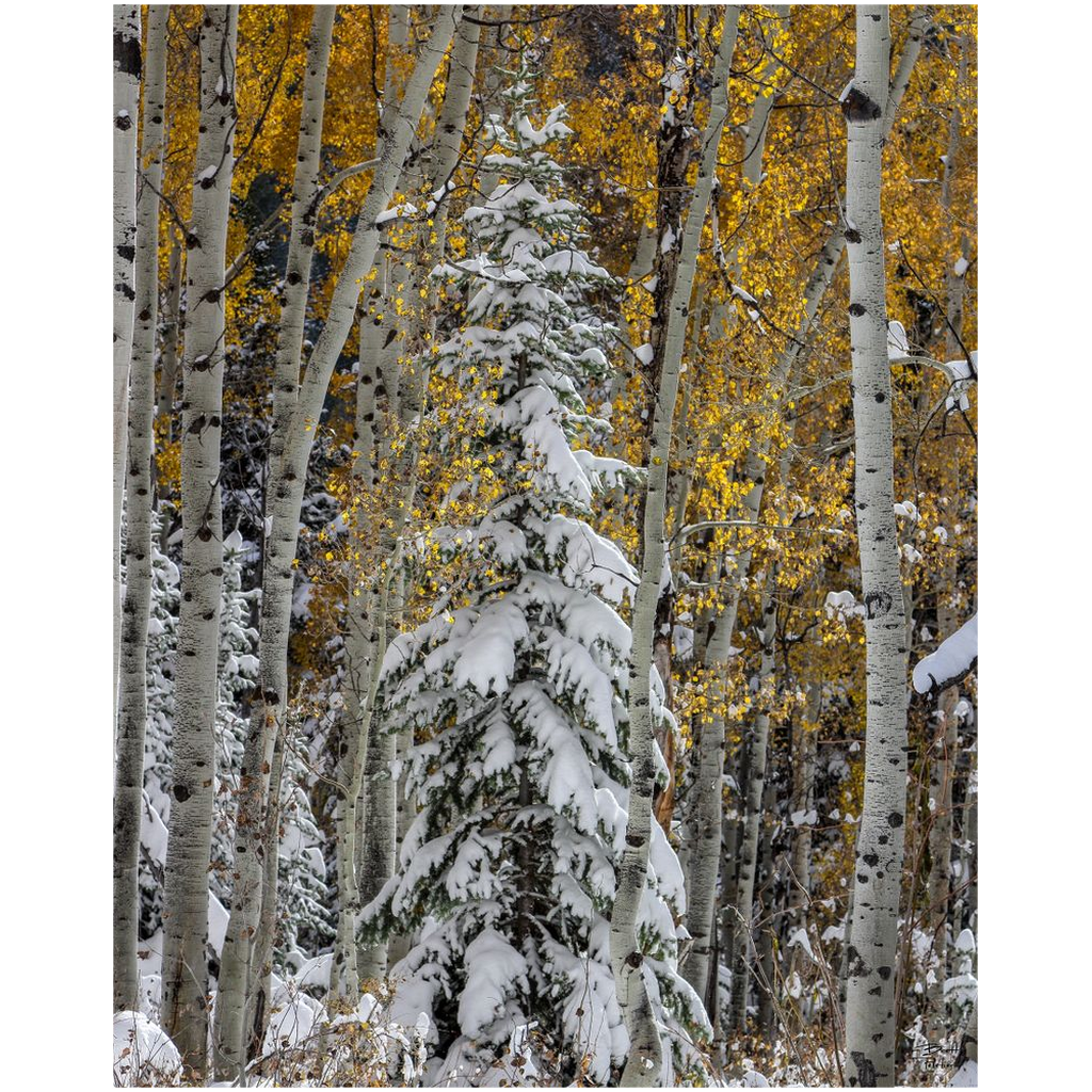 Evergreen with Snow and Aspens in Autumn - Big Cottonwood Canyon, Utah - bp0203 - Photograph Print Poster Picture Photography Images