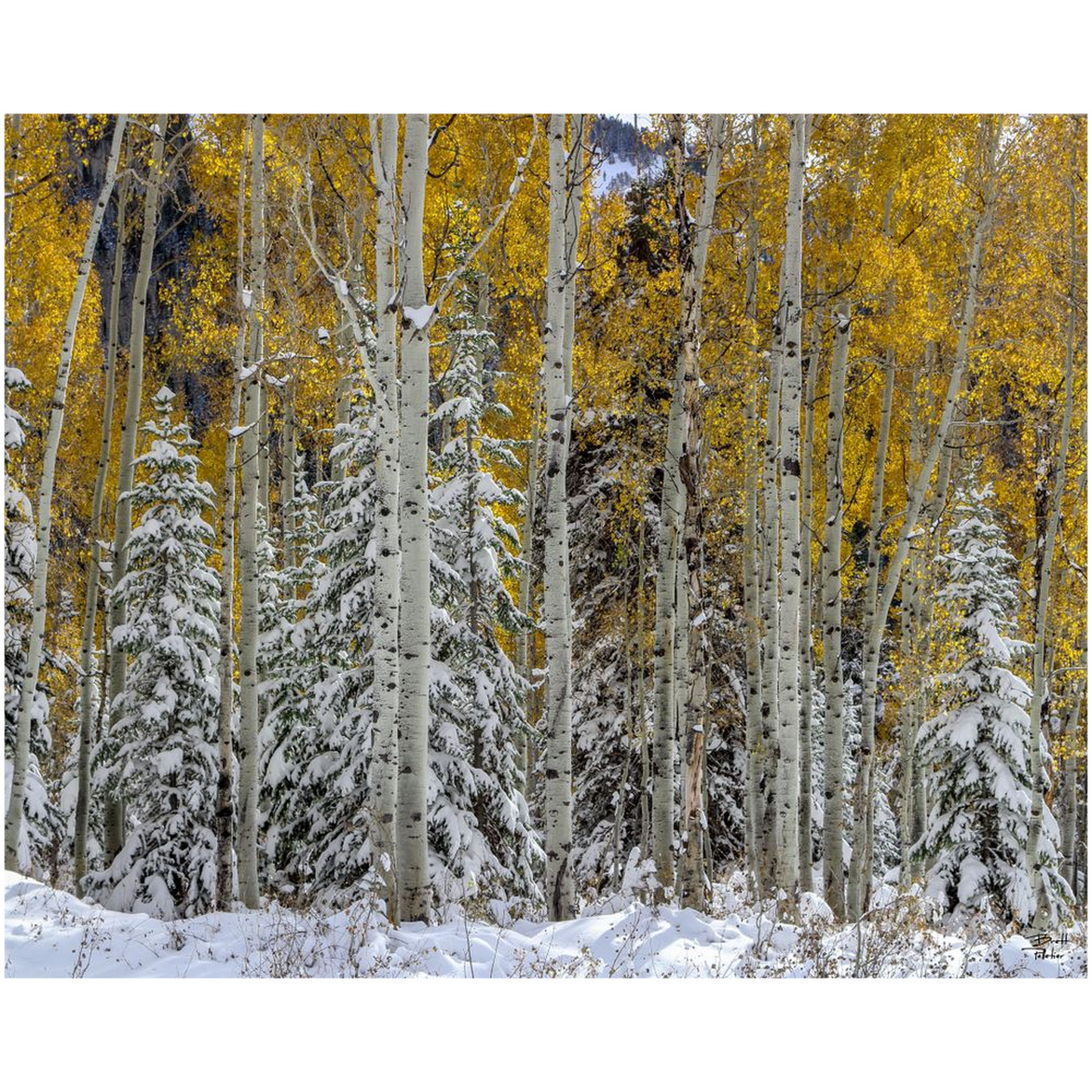 Snow Covered Evergreens and Glowing Aspens - Big Cottonwood Canyon, Utah - bp0017 - Photograph Print Poster Picture Photography Landscape