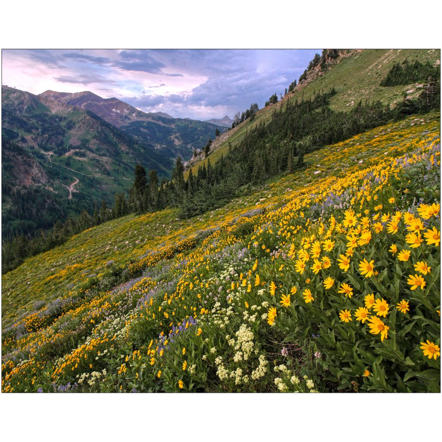 Wasatch Wildflowers Canyon View and Storm - Little Cottonwood Canyon, Utah - bp0006 - Photograph Print Poster Picture Landscape Photography