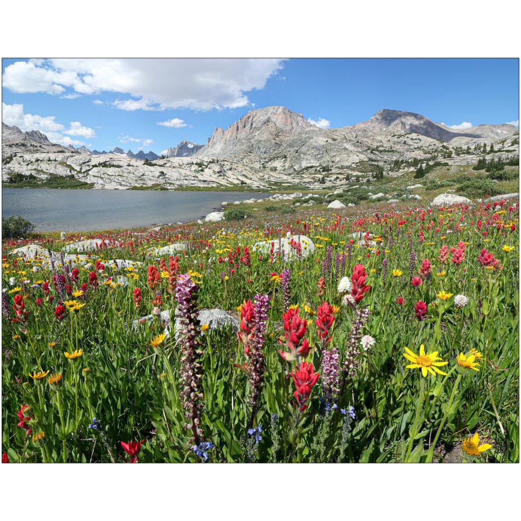 Titcomb Basin Wildflower Explosion Fremont and Jackson Peak  - Wind River Mountains, Wyoming - bp0014 - Photograph Print Picture Landscape