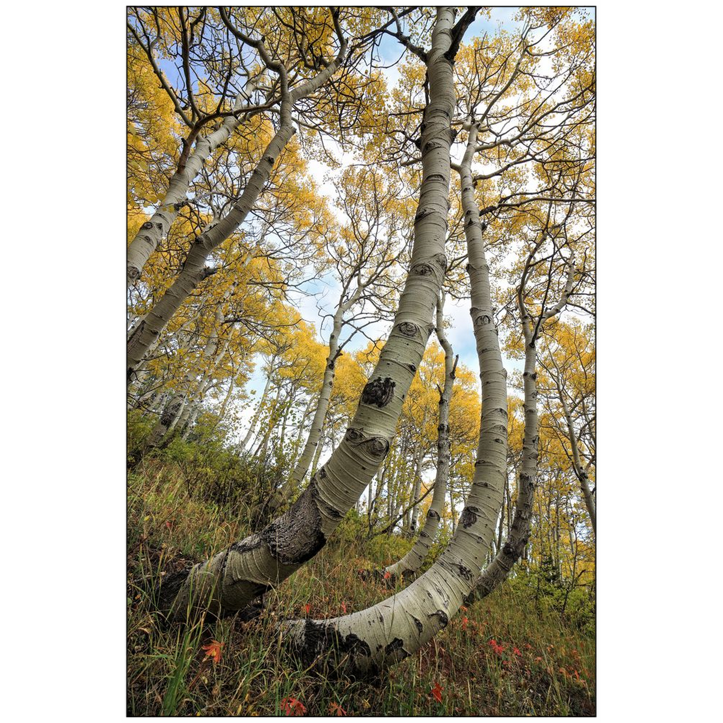 Bent Resilient Aspen in Autumn - bp0220 - Wasatch Mountains, Utah - Photograph Print Poster Picture Photography Art Artist Images Landscape