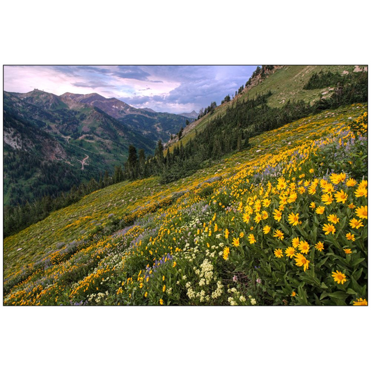 Wasatch Wildflowers Canyon View and Storm - Little Cottonwood Canyon, Utah - bp0006 - Photograph Print Poster Picture Landscape Photography