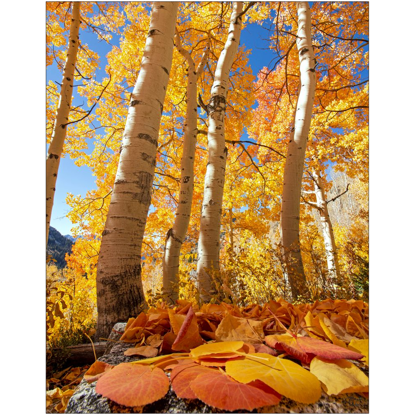 Aspen leaves and trees in autumn - Alta, Utah - bp0019 - Photograph Print Poster Picture Wall Photography Art Artist Images Camera Landscape