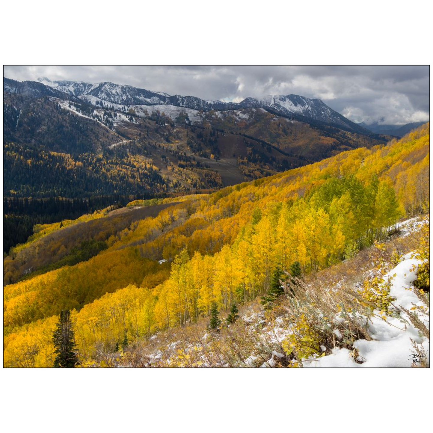 Mill F Yellow Aspen in Autumn with Snow - Big Cottonwood Canyon, Utah - bp0195 - Photograph Print Poster Picture Photography Images