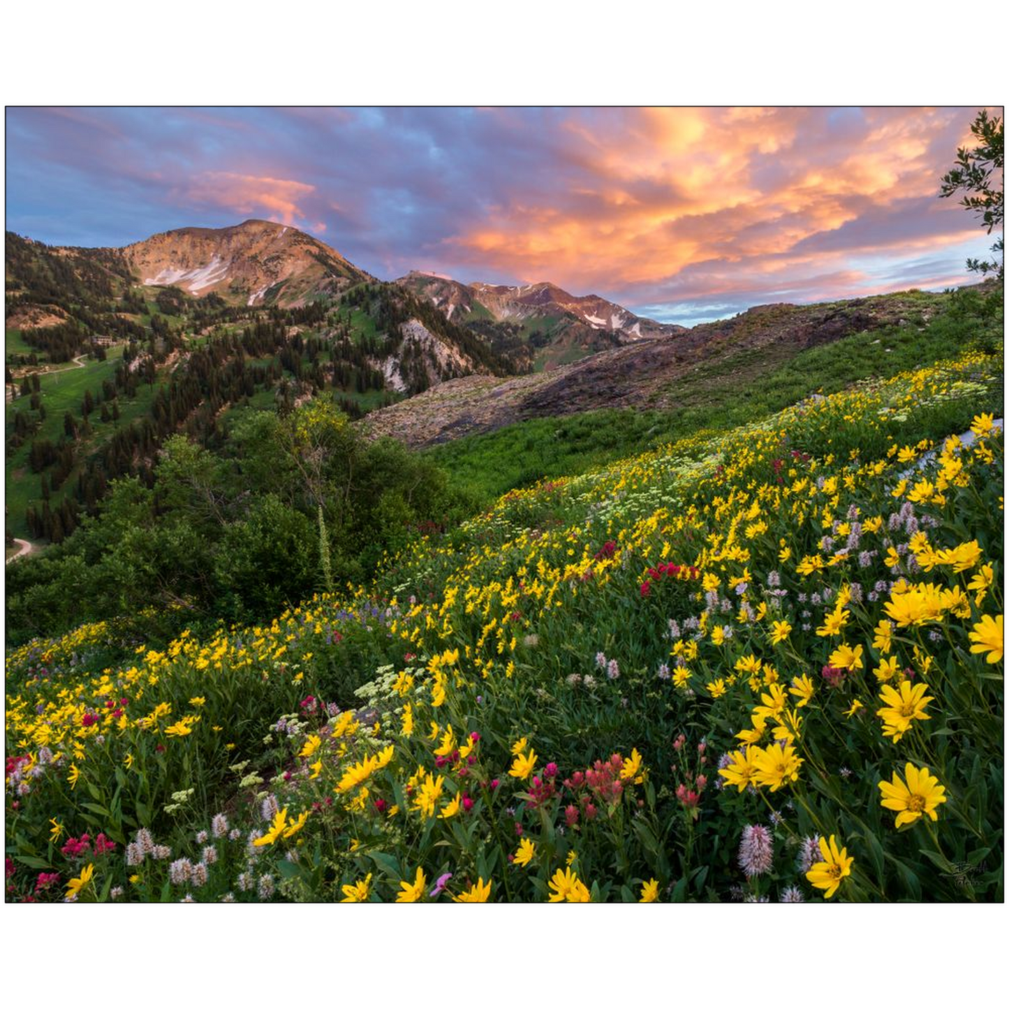 Alta Wildflower Sunset - Alta, Utah - bp0003 - Photograph Print Poster Picture Landscape Photography Art Artist