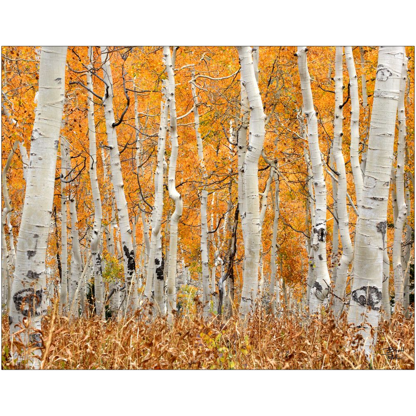 Aspen Grove Horizontal - Brighton, Utah - bp0018 - Photograph Print Poster Picture Photography Art Artist Images Landscape