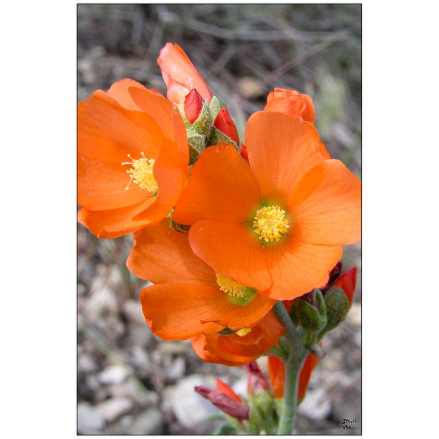 Globe Mallow Wildflower - bp0232 - Photograph Print Poster Picture Photography Art Artist Images Landscape