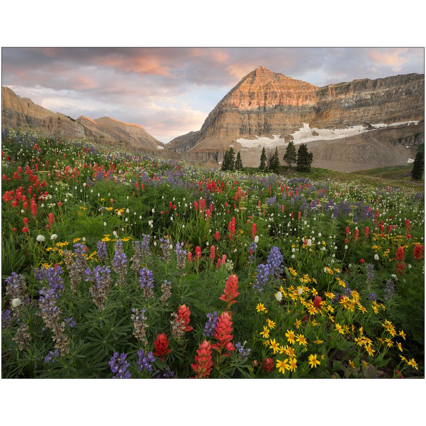 Timpanogos Basin Wildflower Sunset - American Fork Canyon, Utah - bp0216 - Photograph Print Poster Picture Photography Art Artist Landscape