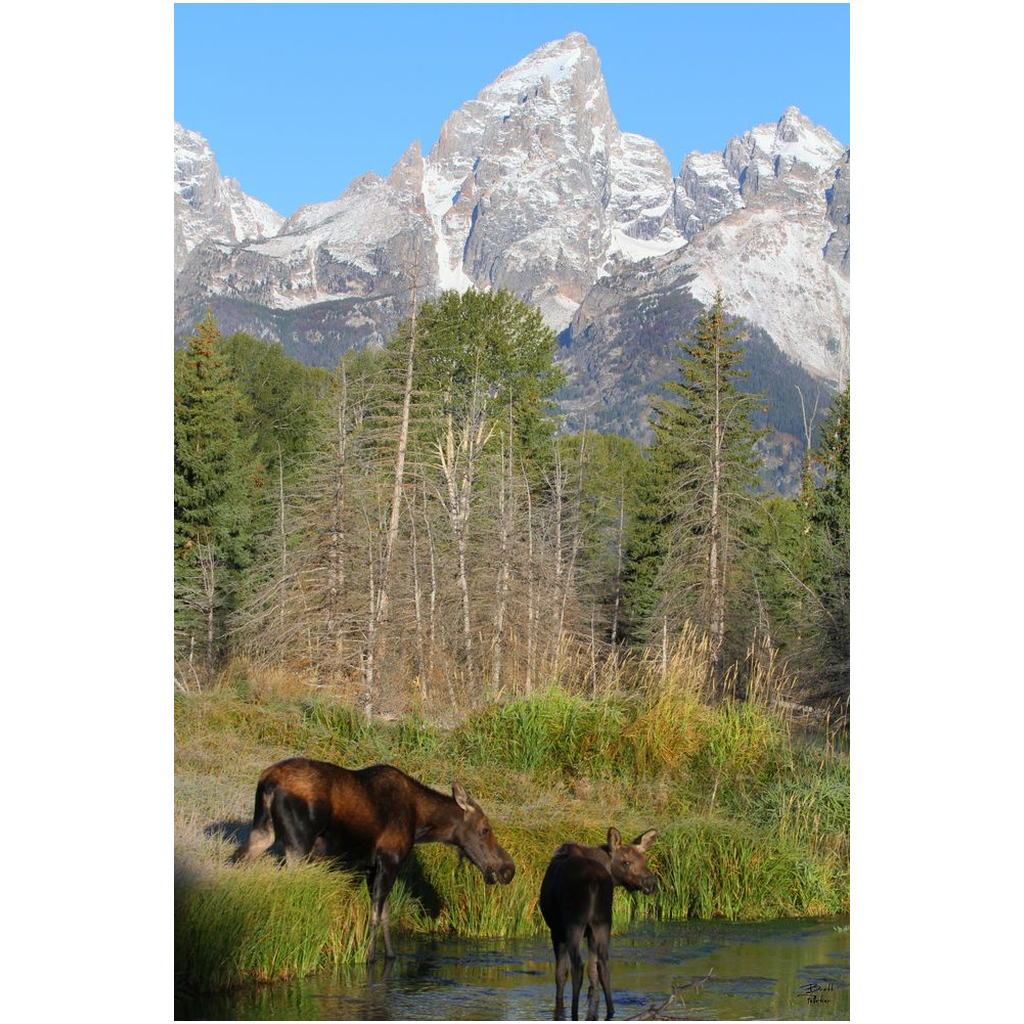 Moose and baby calf, Grand Teton National Park - bp0055 - Photograph Print Poster Picture Wall Decor Photography Art Artist Landscape