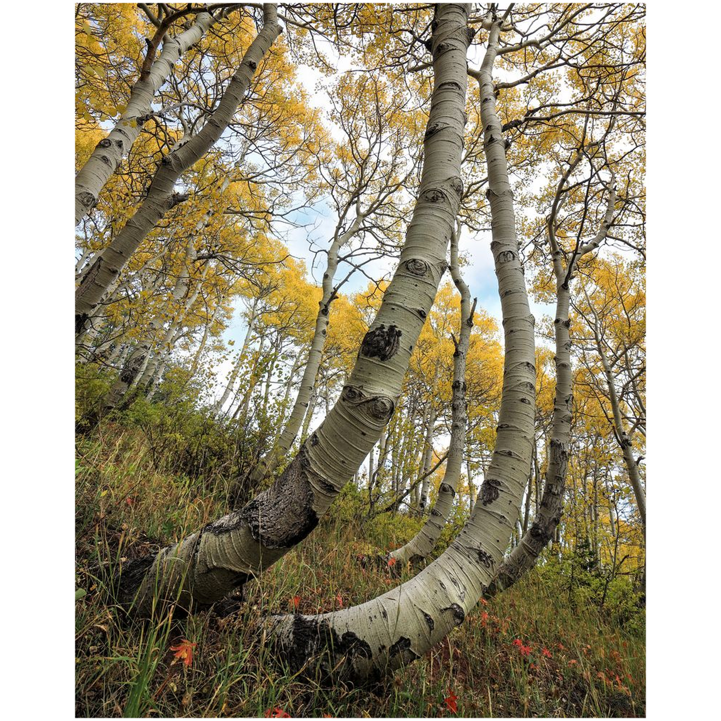 Bent Resilient Aspen in Autumn - bp0220 - Wasatch Mountains, Utah - Photograph Print Poster Picture Photography Art Artist Images Landscape