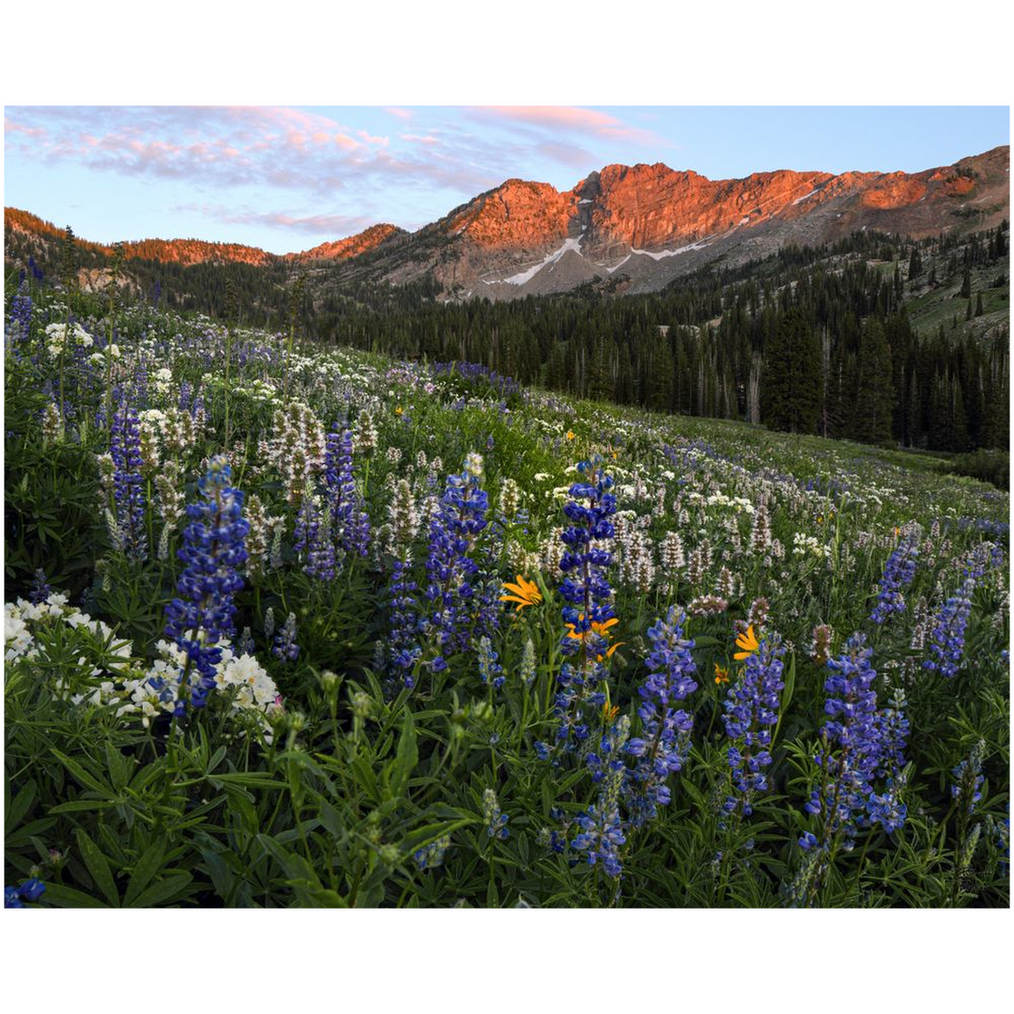 Alta Utah Albion Basin Sunset with Lupine Wildflowers - bp0025 - Photograph Print Poster Picture Photography Art Artist Images Landscape