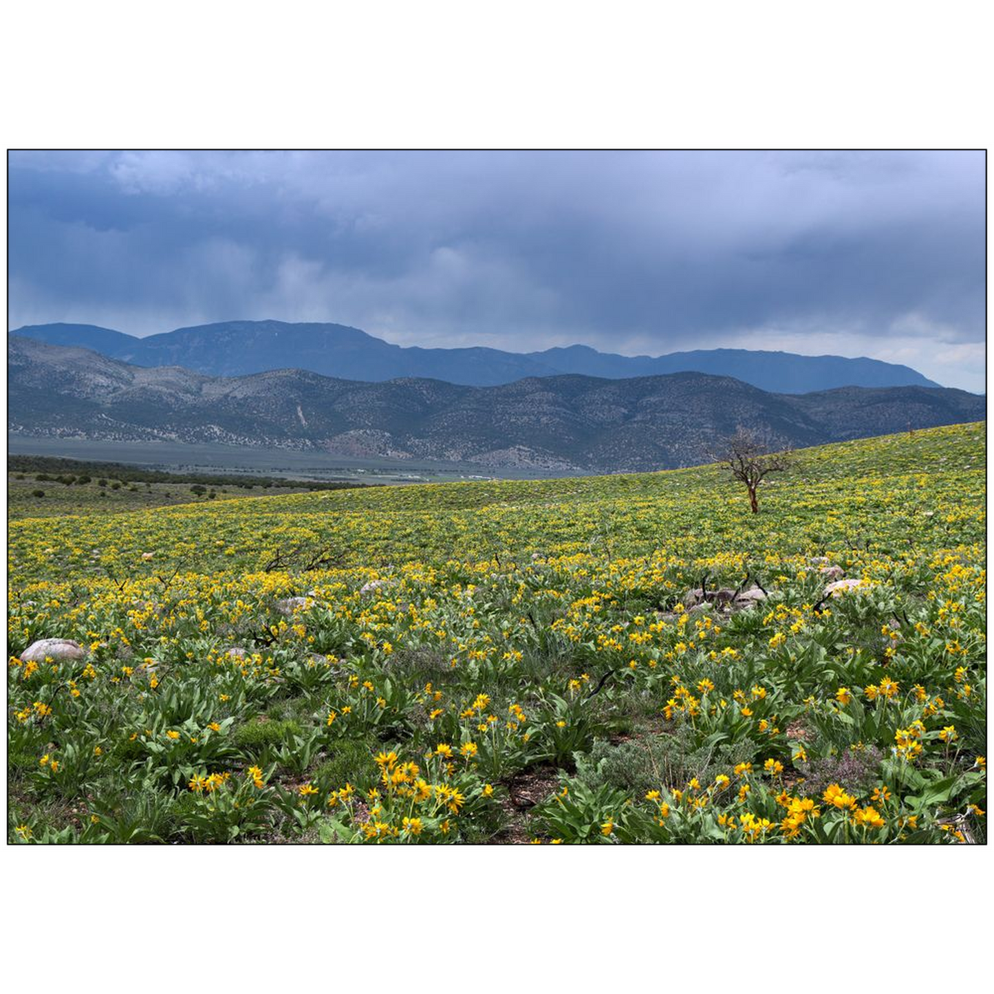 Desert Bloom and Thunderstorms - Schell Mountains, Nevada - bp0183 - Photograph Print Poster Picture Photography Landscape Artist Art Images