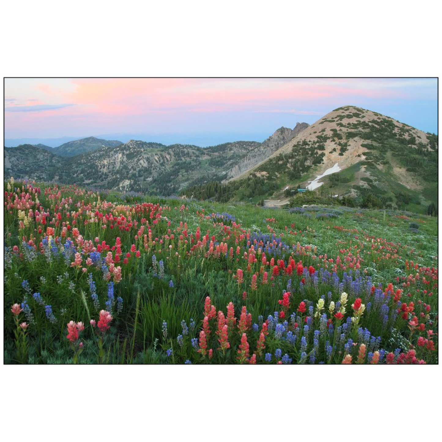 Alpine Wildflowers and View at Sunset - Alta, Utah - bp0032 - Photograph Print Poster Picture Photography Art Artist Images Landscape