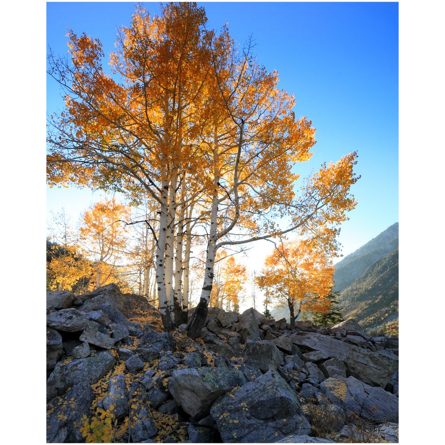 Aspen Glow - Little Cottonwood Canyon, Utah - bp0137 - Photograph Print Poster Picture Photography Art Artist Images Camera Landscape