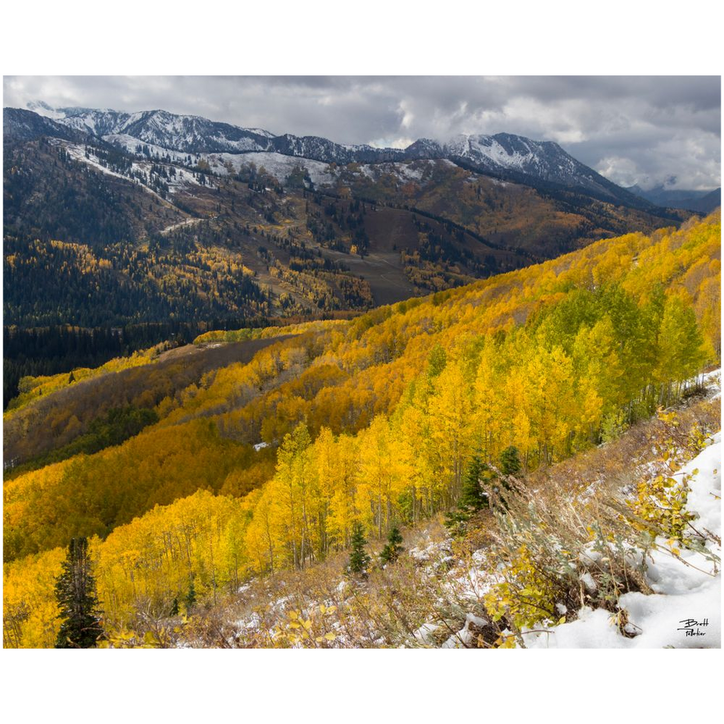 Mill F Yellow Aspen in Autumn with Snow - Big Cottonwood Canyon, Utah - bp0195 - Photograph Print Poster Picture Photography Images