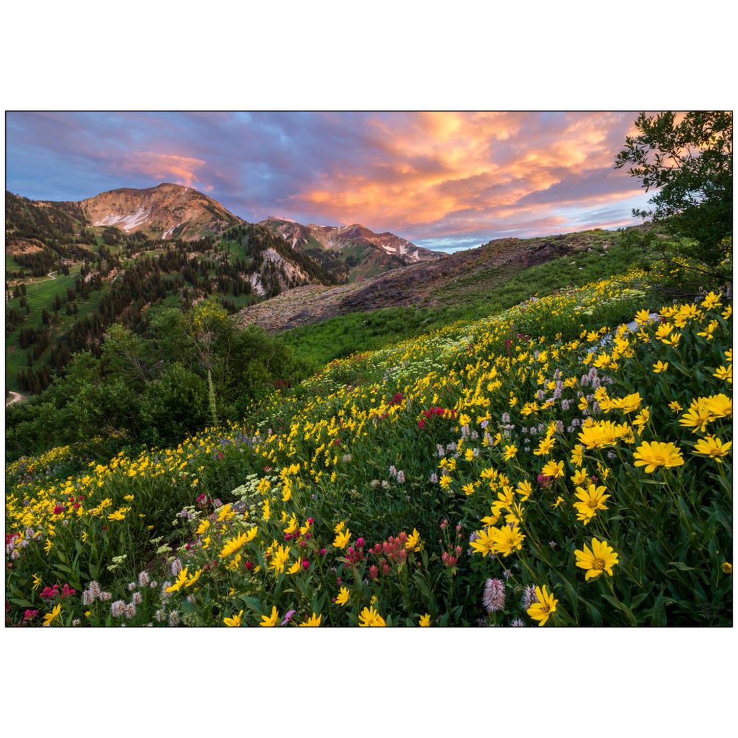 Alta Wildflower Sunset - Alta, Utah - bp0003 - Photograph Print Poster Picture Landscape Photography Art Artist