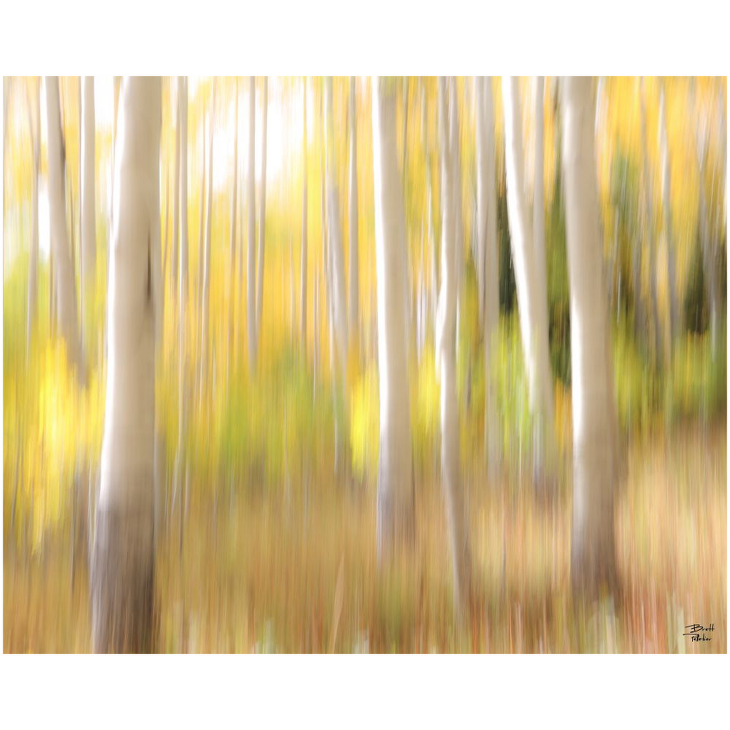 Aspen Abstract - bp0071 - Photograph Print Poster Picture Landscape Photography Art Artist Images Camera Collectibles