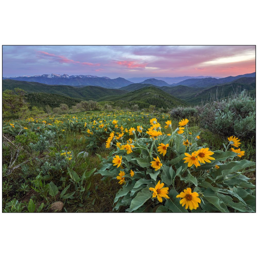 Parleys Canyon Sunset and Wildflowers - Salt Lake City, Utah - bp0202 - Photograph Print Poster Picture Photography Images Landscape