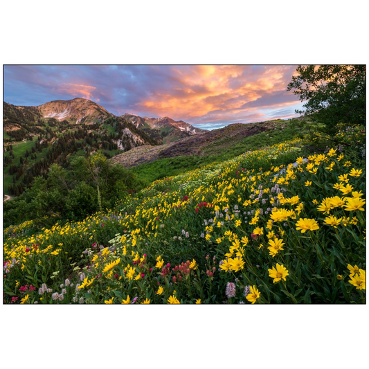 Alta Wildflower Sunset - Alta, Utah - bp0003 - Photograph Print Poster Picture Landscape Photography Art Artist