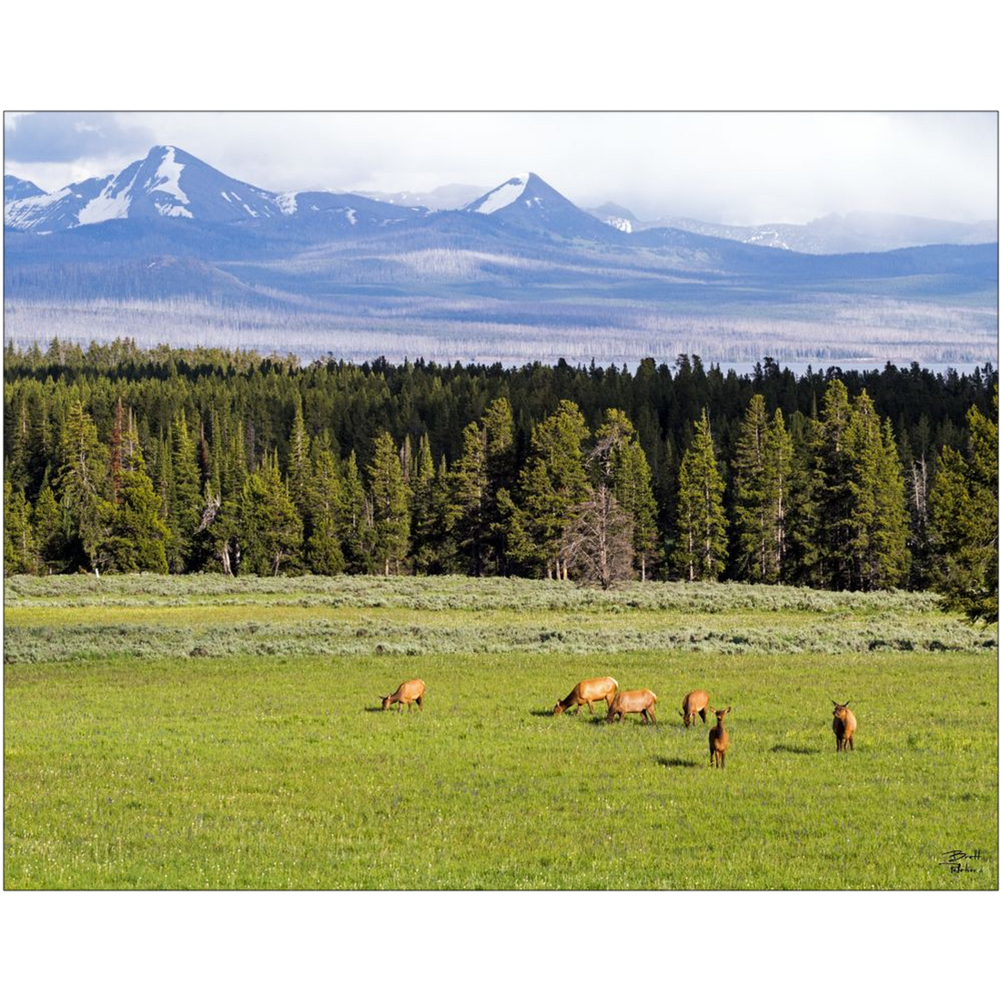 Grazing Elk - Yellowstone National Park, Wyoming - bp0050 - Photograph Print Poster Picture Photography Art Artist Images Landscape