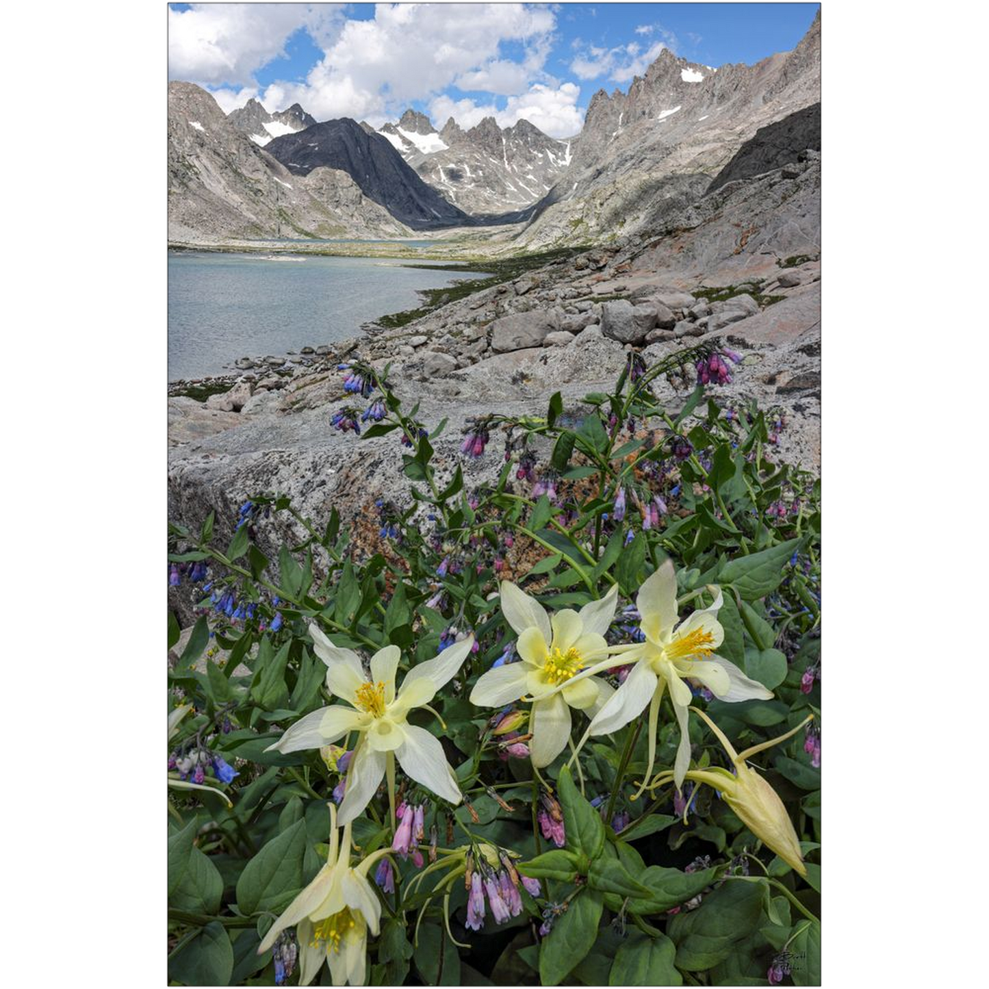 Titcomb Basin Columbine Flowers - Wind River Mountains, Wyoming- bp0013 - Photograph Print Poster Picture Photography Art Landscape