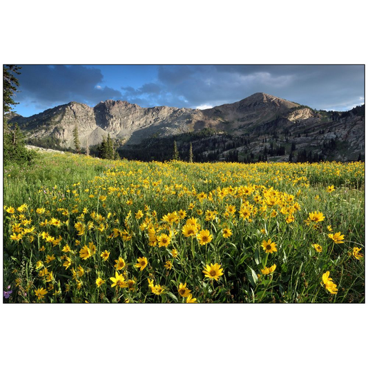 Albion Basin Wildflower Sunset - Alta, Utah - bp0085 - Photograph Print Poster Picture Landscape Photography Art Artist Images Camera