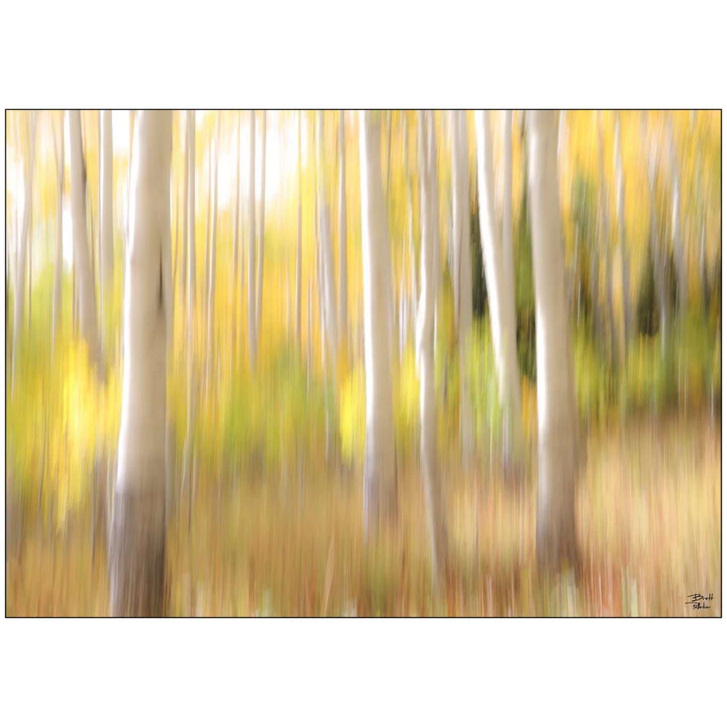 Aspen Abstract - bp0071 - Photograph Print Poster Picture Landscape Photography Art Artist Images Camera Collectibles