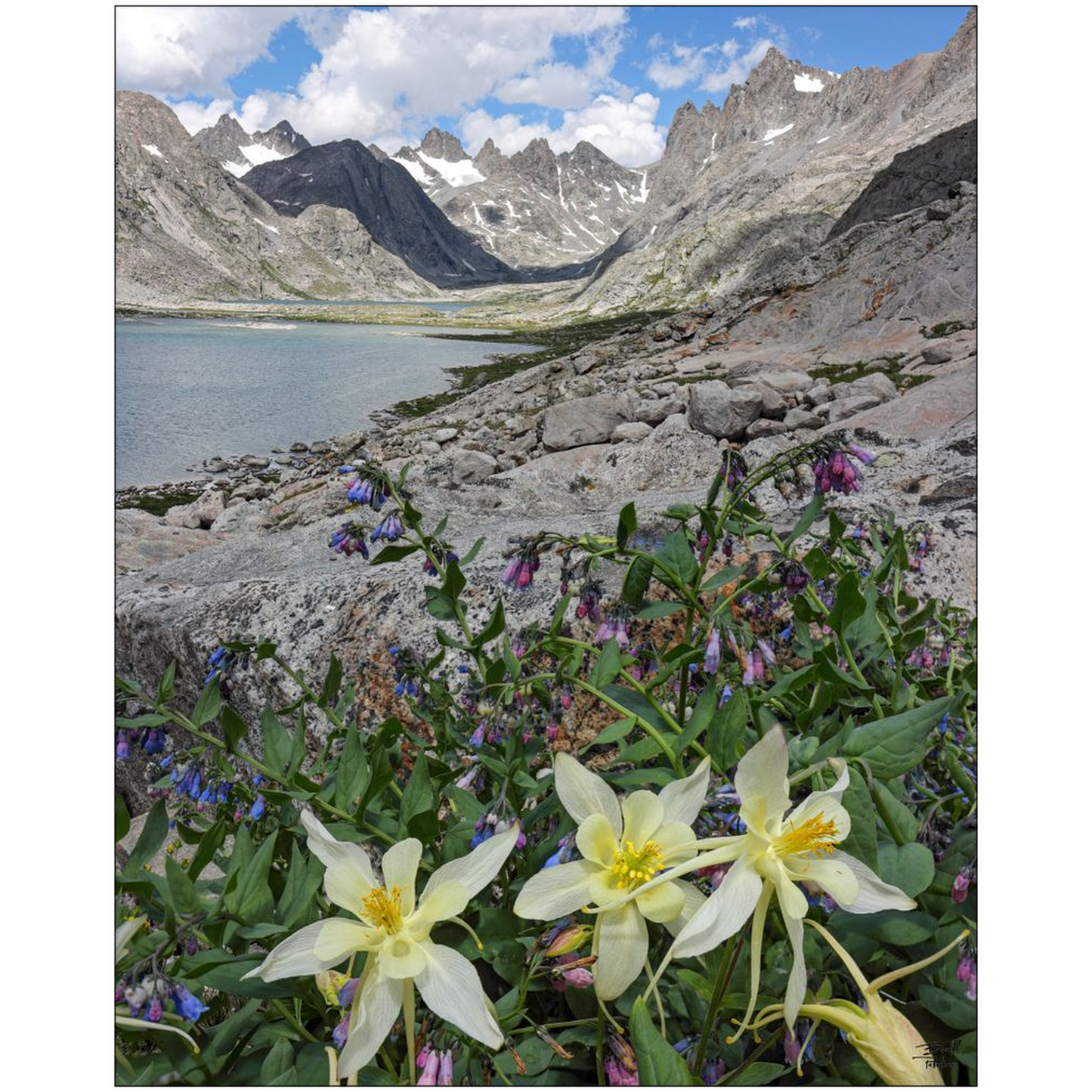 Titcomb Basin Columbine Flowers - Wind River Mountains, Wyoming- bp0013 - Photograph Print Poster Picture Photography Art Landscape