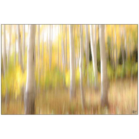 Aspen Abstract - bp0071 - Photograph Print Poster Picture Landscape Photography Art Artist Images Camera Collectibles