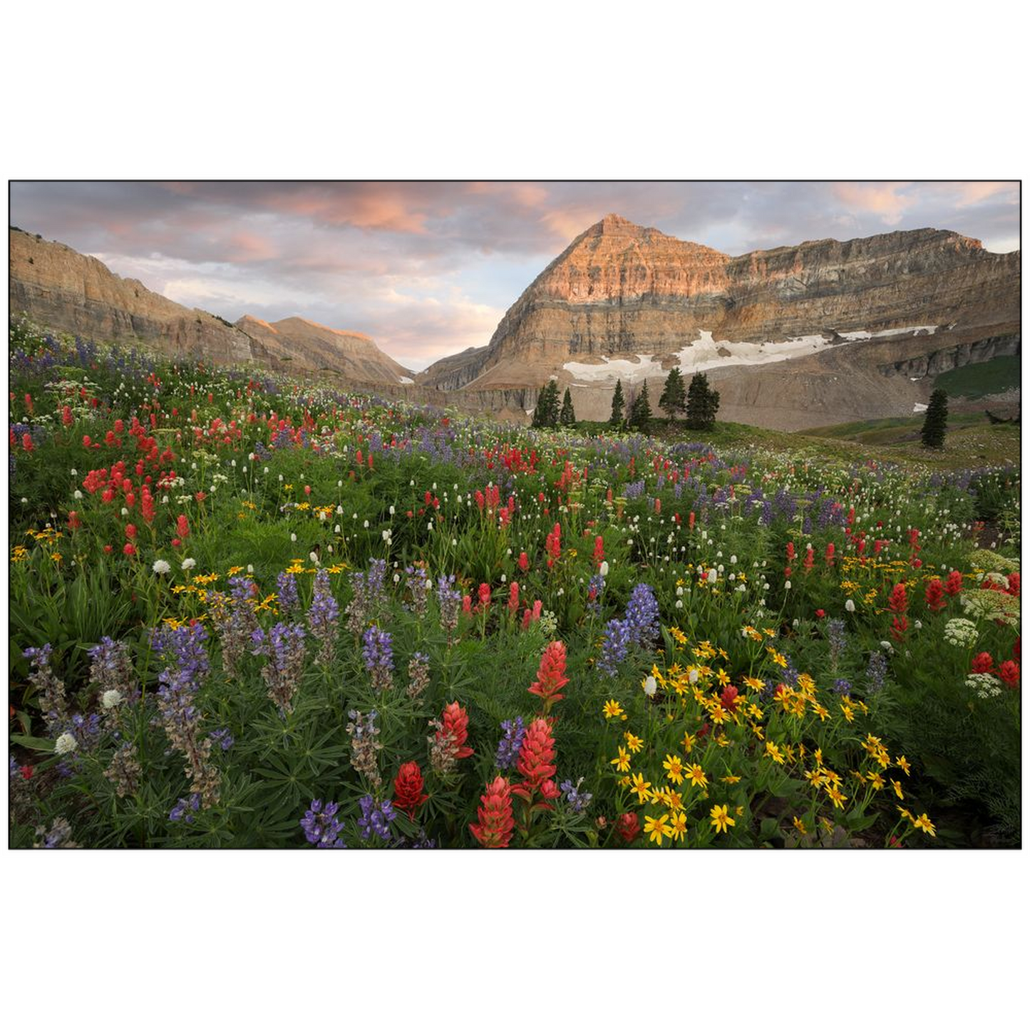 Timpanogos Basin Wildflower Sunset - American Fork Canyon, Utah - bp0216 - Photograph Print Poster Picture Photography Art Artist Landscape