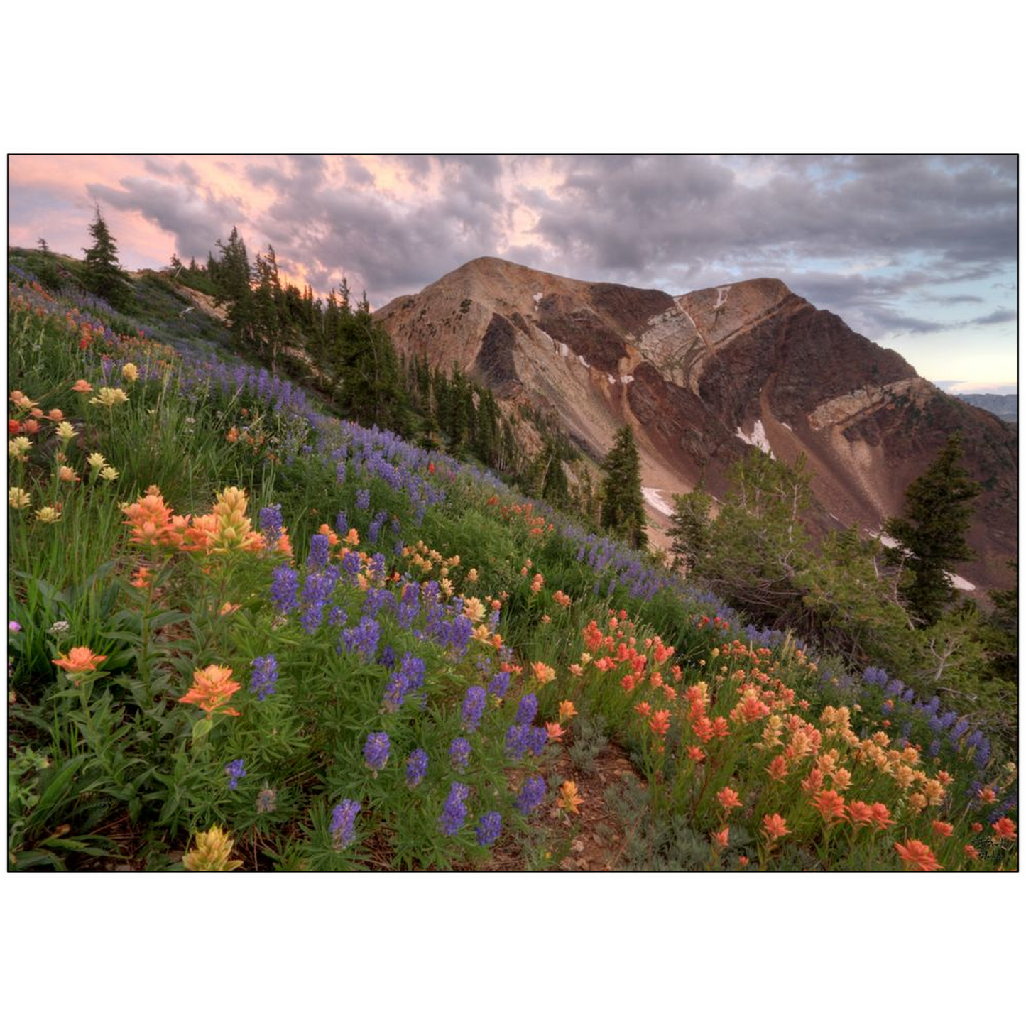 Wildflowers with Twin Peaks at Sunset - Snowbird, Utah - bp0015 - Photograph Print Poster Picture Photography Art Artist Images Landscape