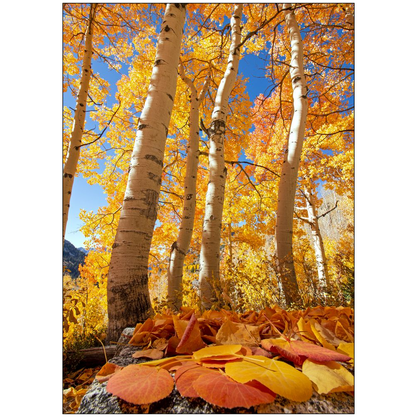 Aspen leaves and trees in autumn - Alta, Utah - bp0019 - Photograph Print Poster Picture Wall Photography Art Artist Images Camera Landscape