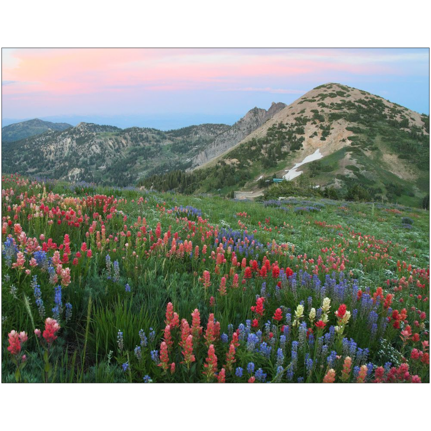 Alpine Wildflowers and View at Sunset - Alta, Utah - bp0032 - Photograph Print Poster Picture Photography Art Artist Images Landscape