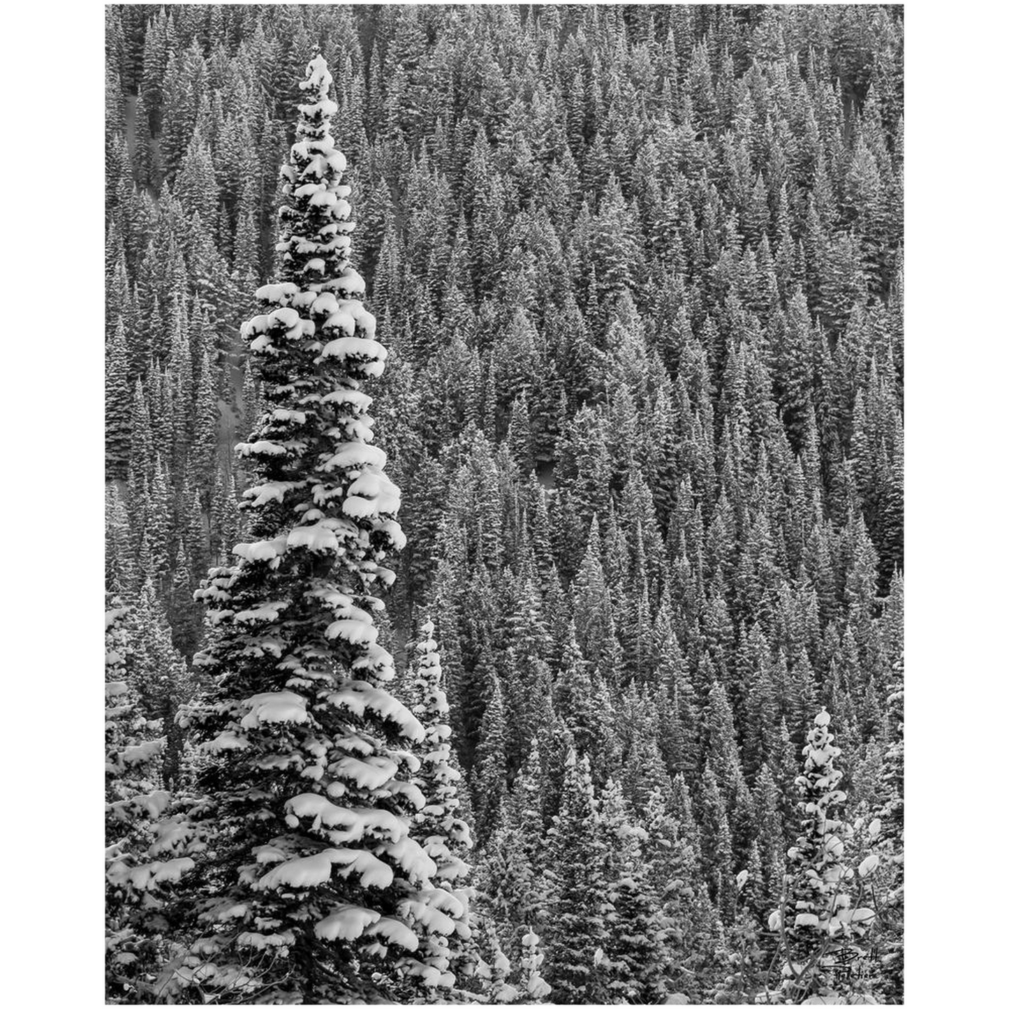 Snow Covered Pine - White Pine - Little Cottonwood Canyon, Utah - bp0196 - Photograph Print Poster Picture Photography Images Landscape